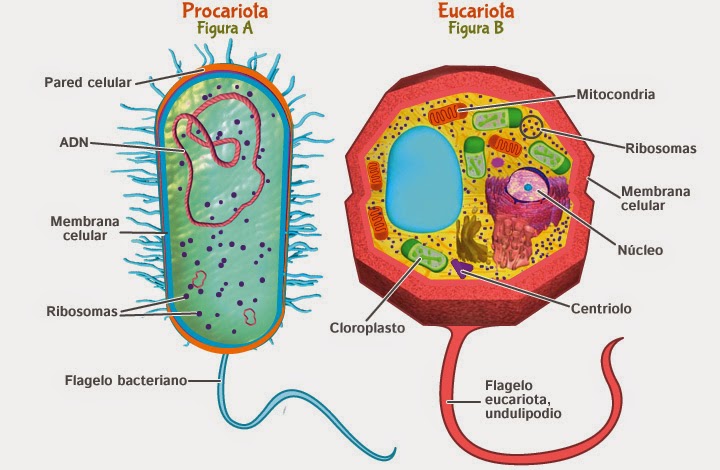 Organelos de la célula PROCARIOTA - La célula y sus organelos