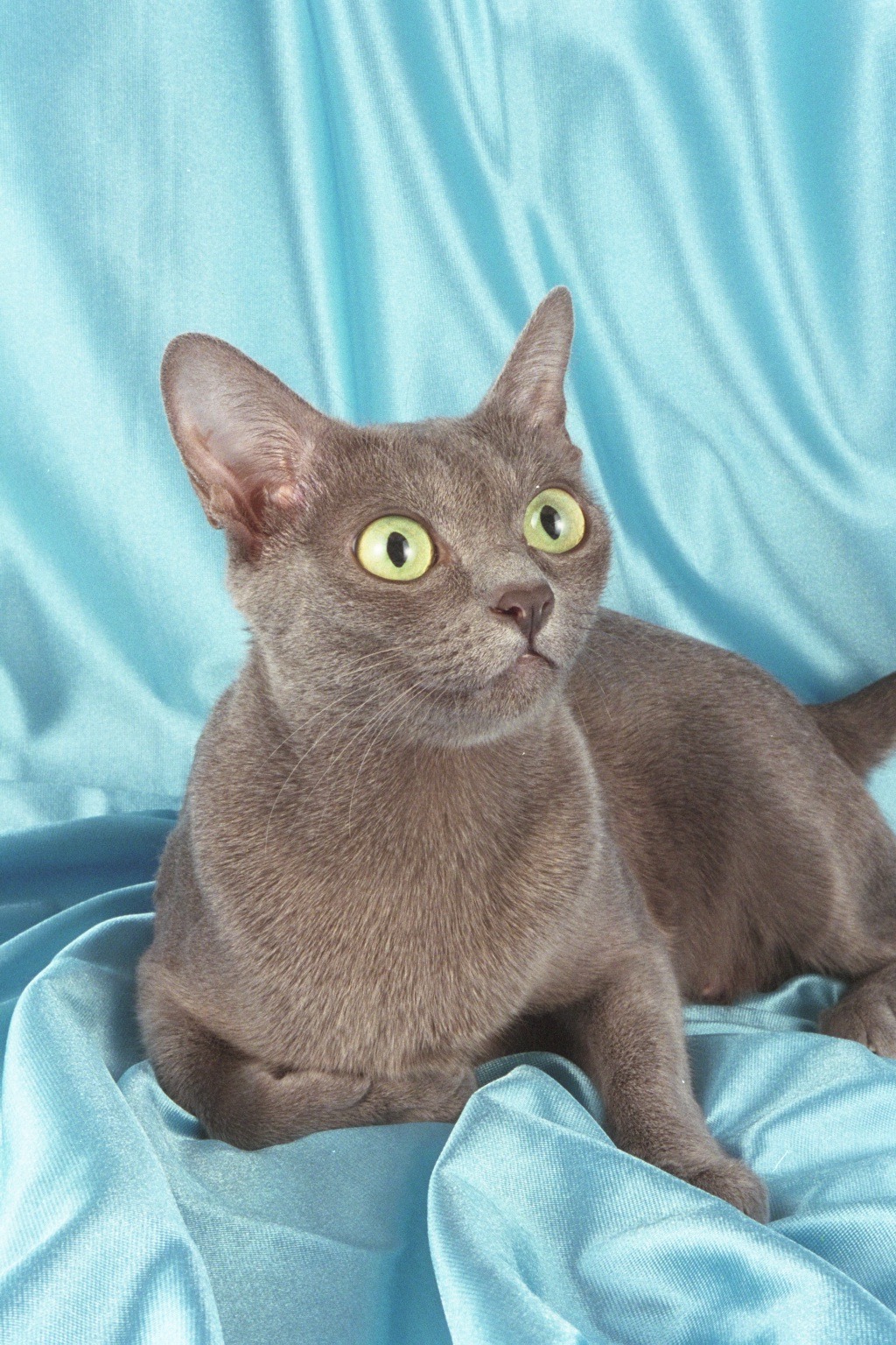 Korat Cat
