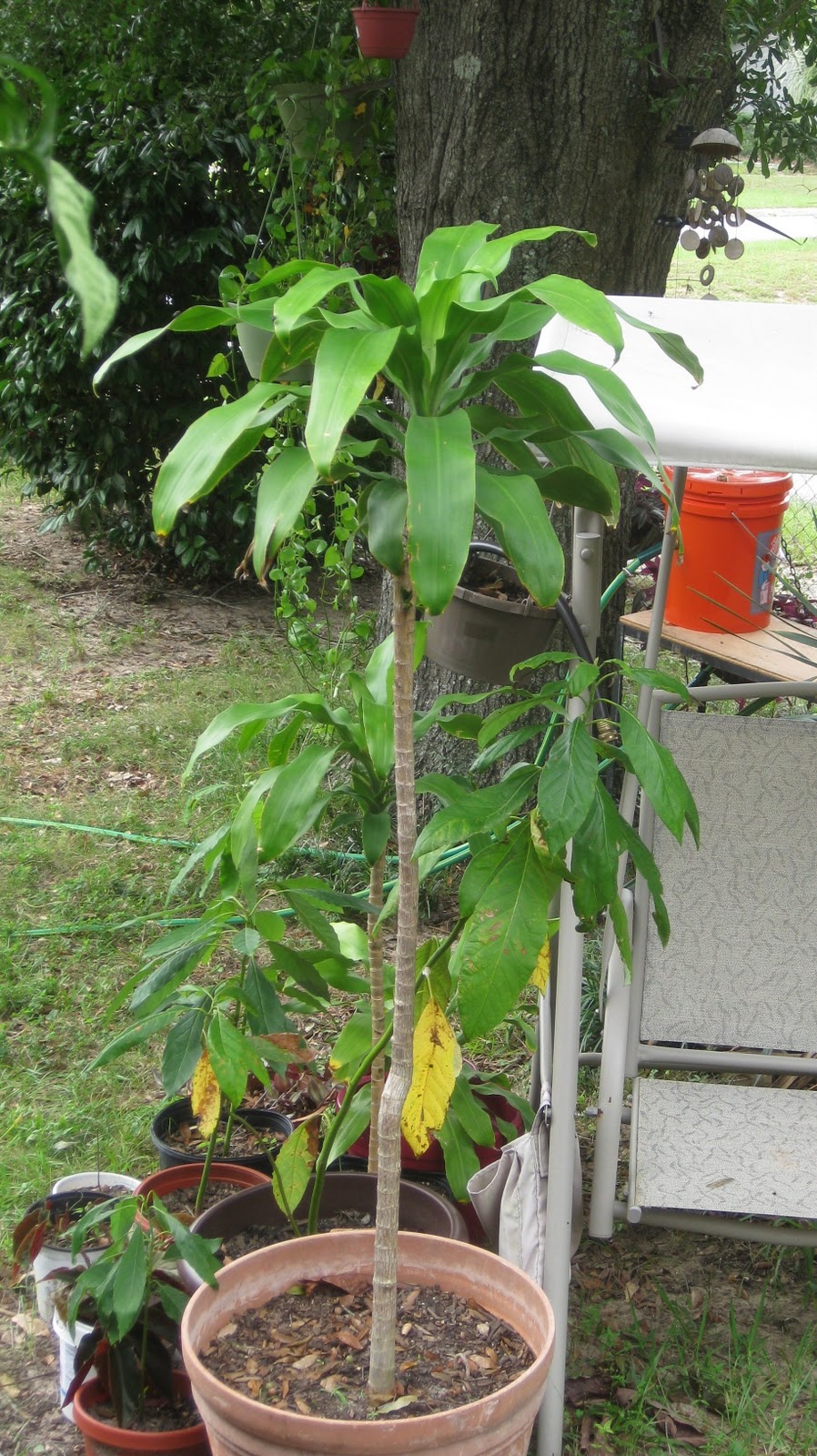 Tales from the Garden Corn Plant (Dracaena) Trimming
