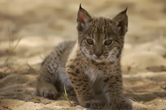 Linces del Joan Fuster