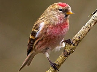 Lesser Redpoll