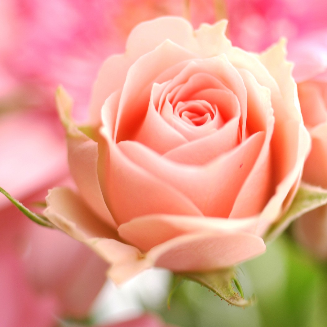 Wallpapers: Peach Rose
