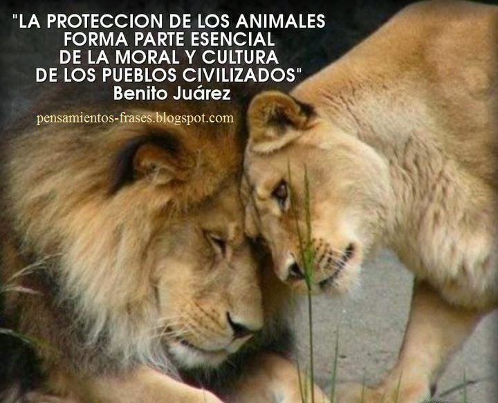 Formas De Cuidar A Los Animales Wikihow Apexwallpapers Com | formas de cuidar a los animales wikihow apexwallpapers com Formas De Cuidar A Los Animales Wikihow Apexwallpapers Com | formas de cuidar a los animales wikihow apexwallpapers com