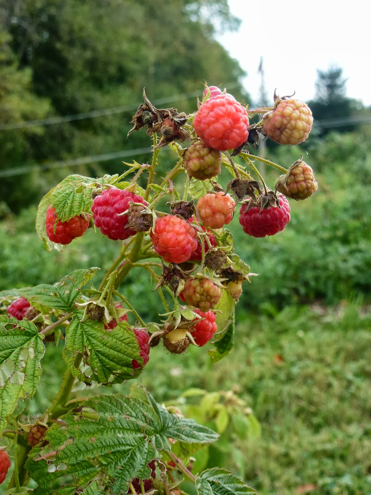 Growing Up Mormish Buckets & Buckets of Red Raspberries