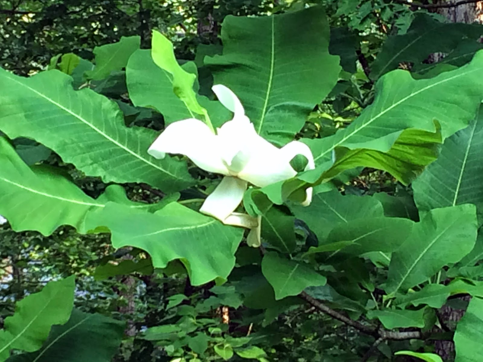 The Bluestocking Belle In the Land of Magnolias