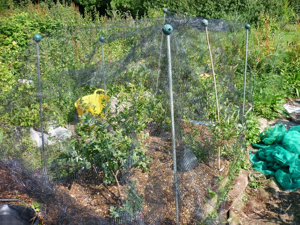 An English Homestead Mulching With Wood Chip