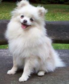 Pomeranian Mix Pekingese