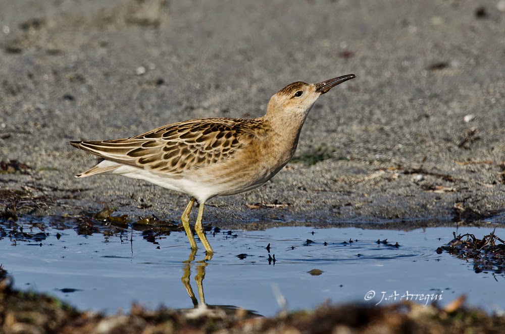 Combatiente, Philomachus pugnax, Ruff Combatiente, Philomachus pugnax, Ruff
