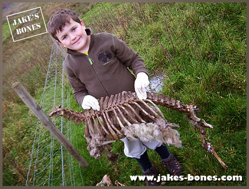 Six common myths about bone collectors : Jake's Bones