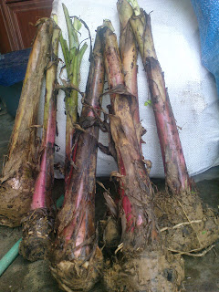 bibit pisang,pisang goreng,pisang hotel,ladang pisang,ladang serai,tanam pisang,pisang berangan,pisang emas bibit pisang,pisang goreng,pisang hotel,ladang pisang,ladang serai,tanam pisang,pisang berangan,pisang emas