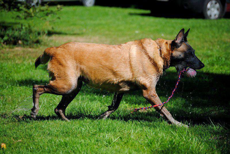 malinois