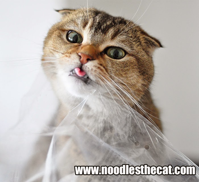 I IZ NOODLES THE CAT To chew is cat
