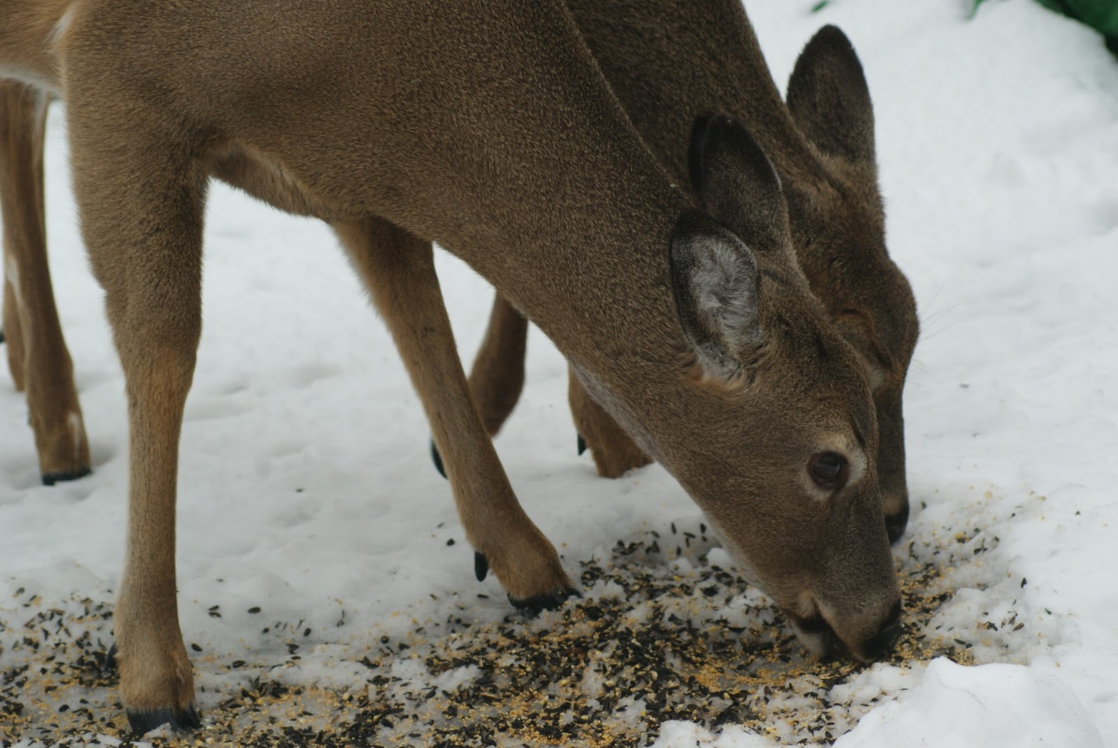 Family Trove Squirrelly Deer Costing Us Dough