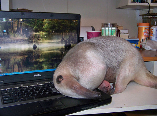 Too Much Time at Their Photoshop? Funny+Giant+Anteater+_4