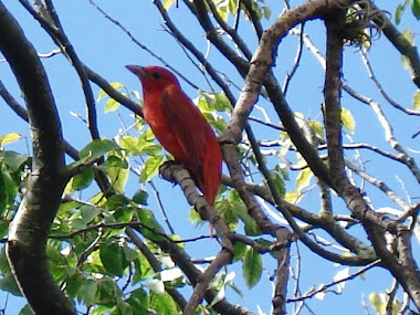 Vista de Aves en Somoto, Madriz, Nicaragua