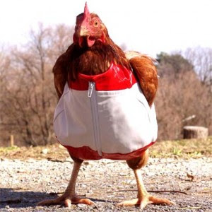Funny chicken