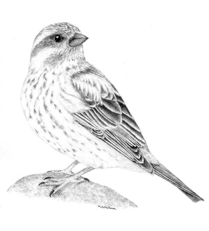 New Sketch Finch Drawing with simple drawing