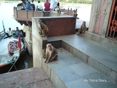 Monkeys at the Devotees taking a dip at the Yamuna River Ghat, Mathura