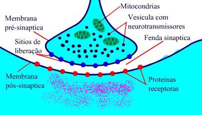 A Serotonina A Serotonina