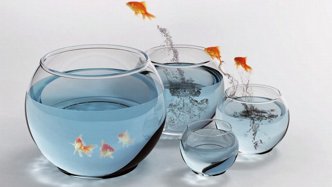 HD Wallpaper Fish bowl funny water HD Wallpaper HD Wallpapers, High