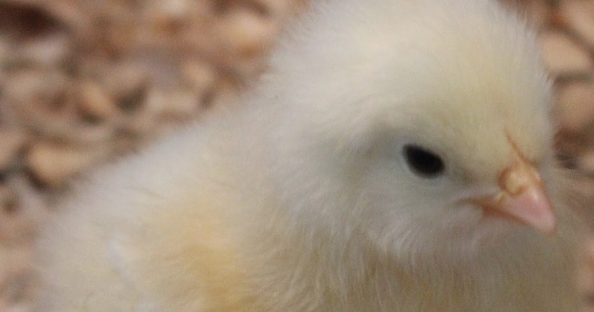 The Borne Homestead Scissor Beak