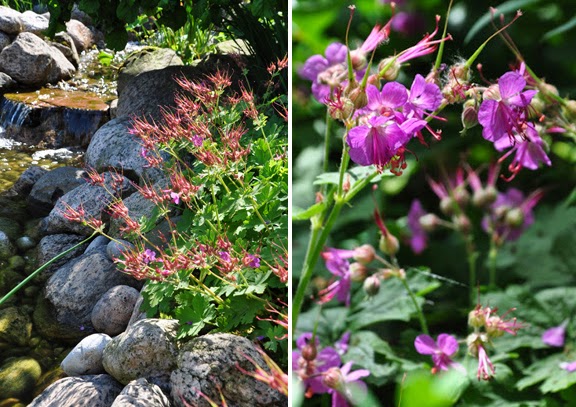 Hydrangea Petiolaris Care And Culture Travaldo S Blog