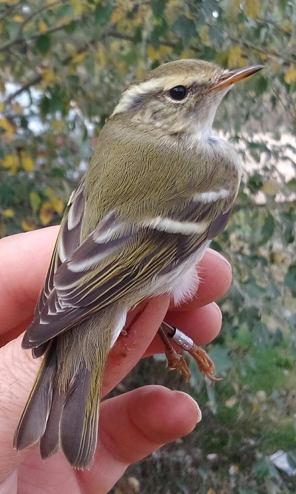 MOSQUITERO BILISTADO