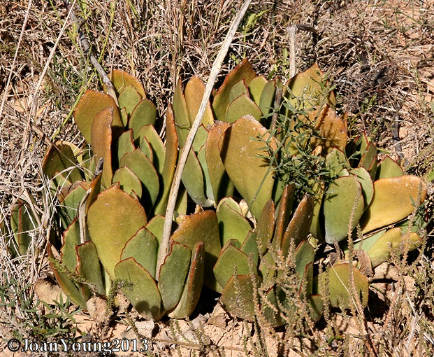 Natures World of Wonder Pig’s Ear (Cotyledon velutina)
