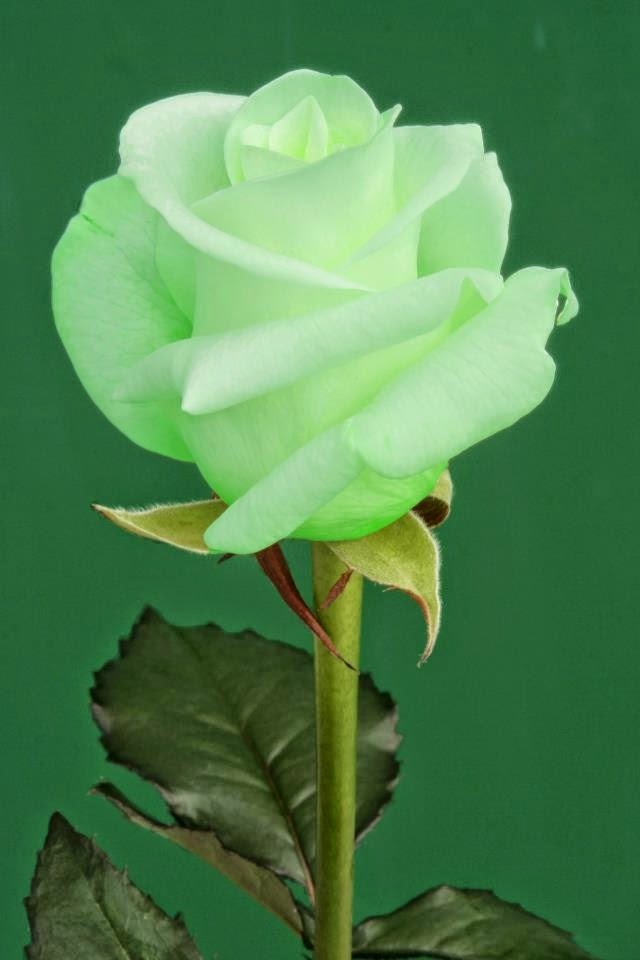 All Stuff The Green Rose. This is