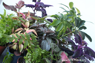 Sample plants for terrariums: STEMmom.org