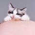Τοξοπλάσμωση από μια γάτα: όλα όσα πρέπει να γνωρίζουν οι έγκυες