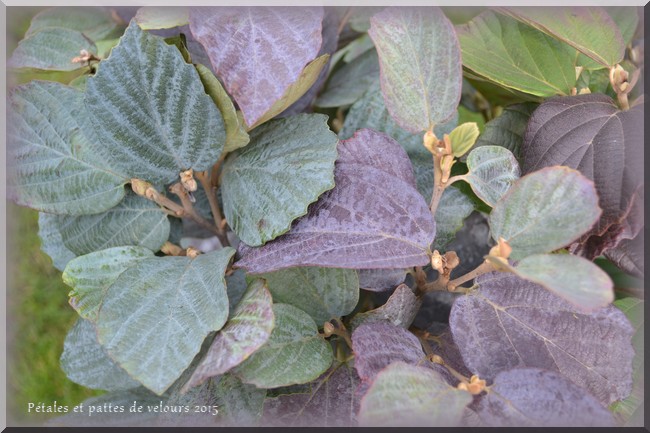 Rotary Botanical Gardens Hort Blog Witch Alders Fothergilla