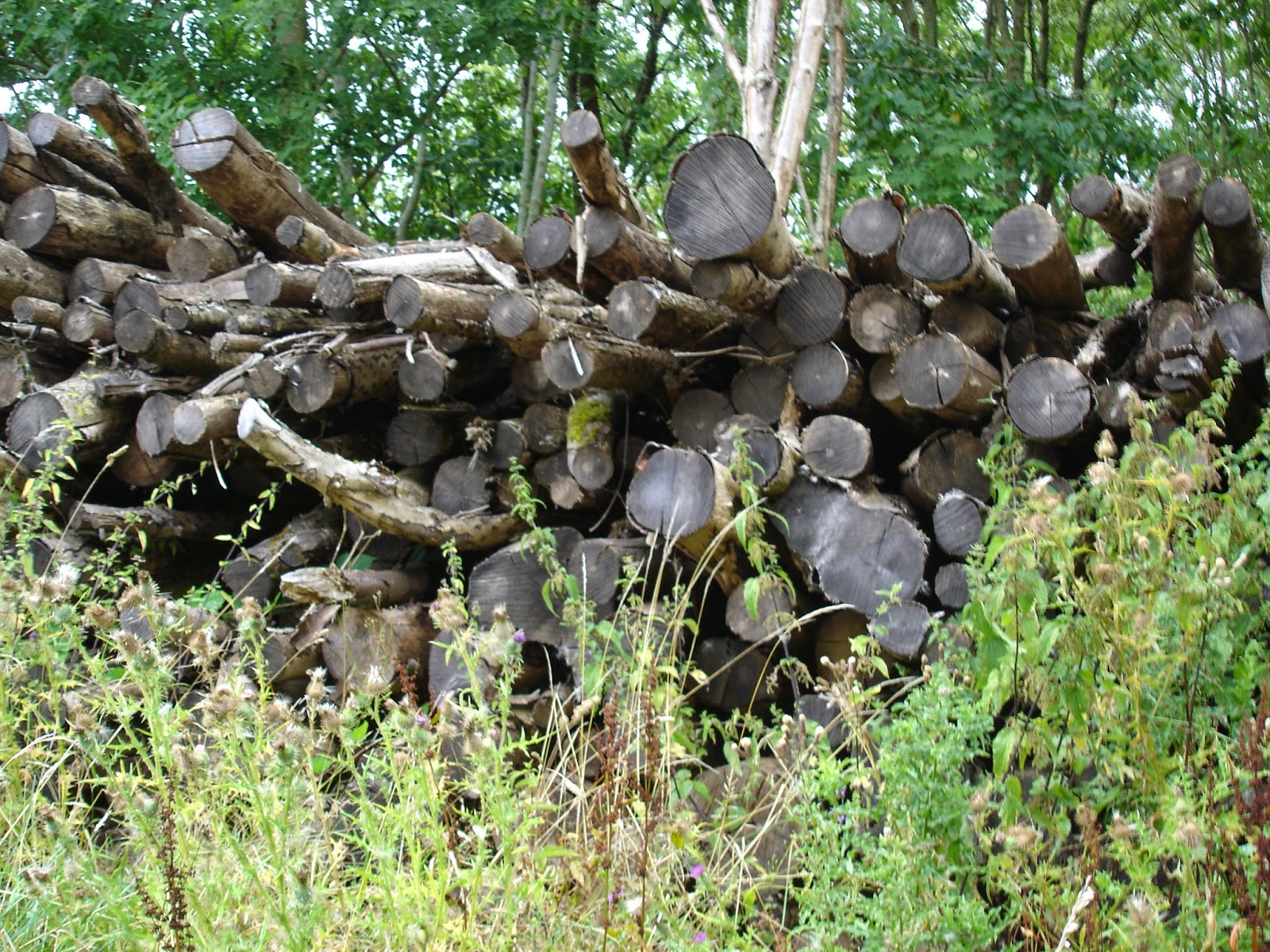 Bug Mad Girl The exciting sleep over