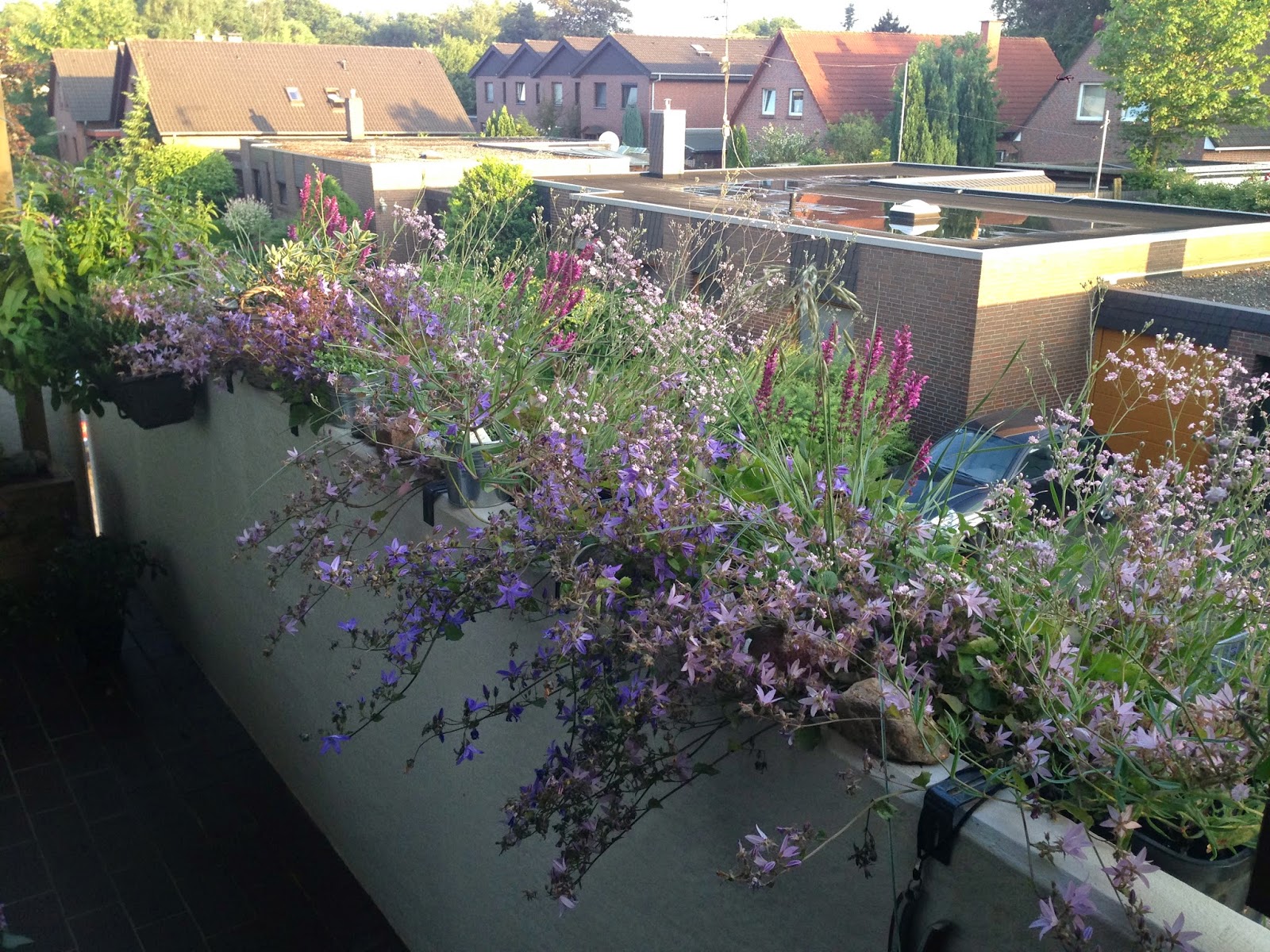 Romantischeslandleben Geranien Meine Neue Gartenfreude