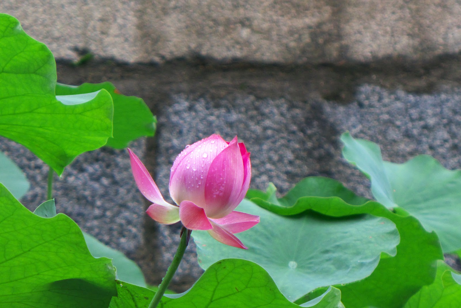 Korean Travel Online Lotus Flowers at Bongwonsa