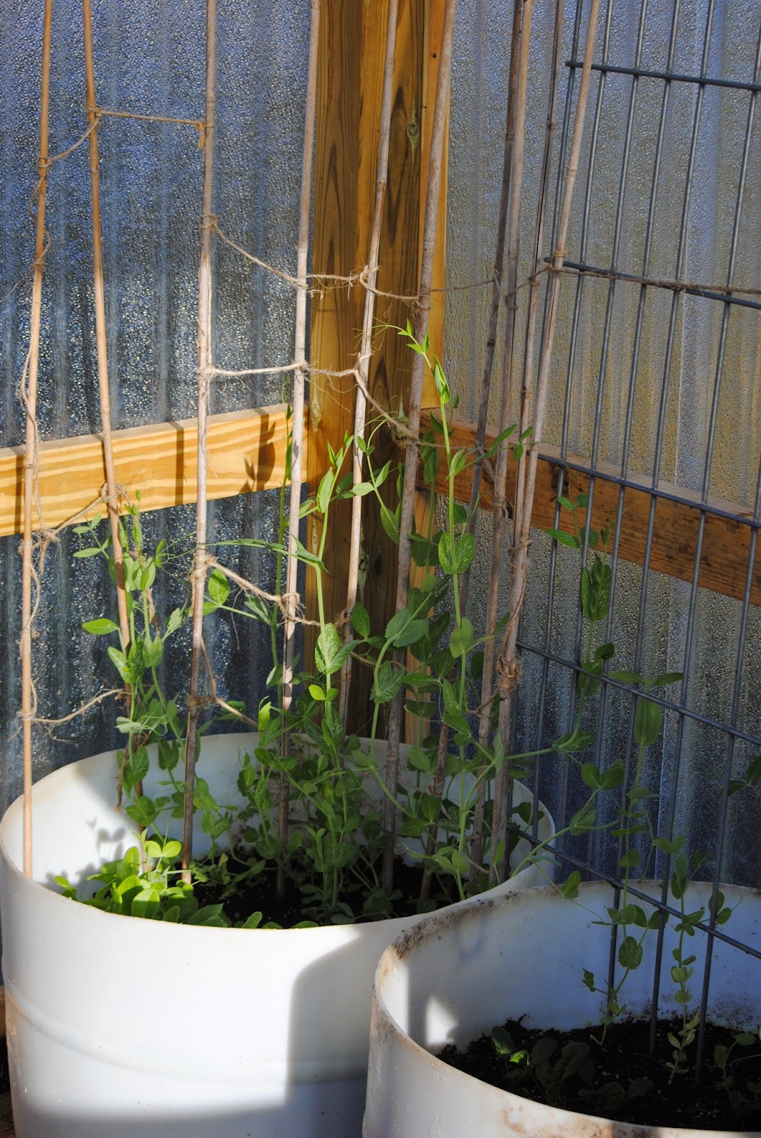 Stone Cottage Adventures March Harvest and a Greenhouse Update