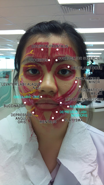 WizDent: Muscles of Facial Expression & Facial Nerve (Clinical Session)