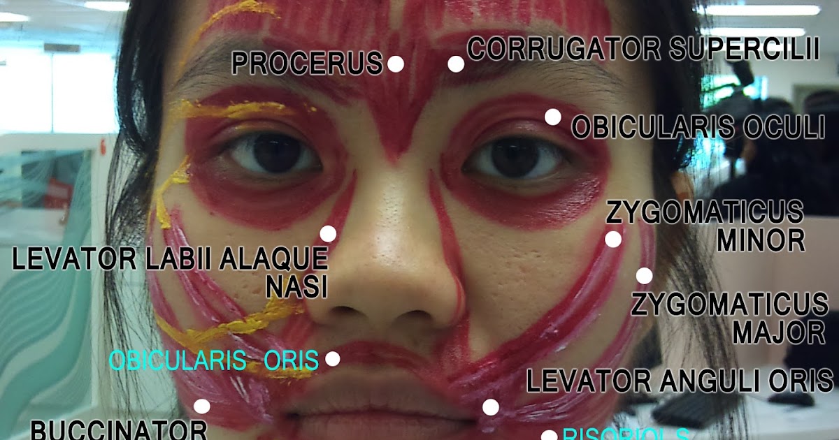 WizDent: Muscles of Facial Expression & Facial Nerve (Clinical Session)