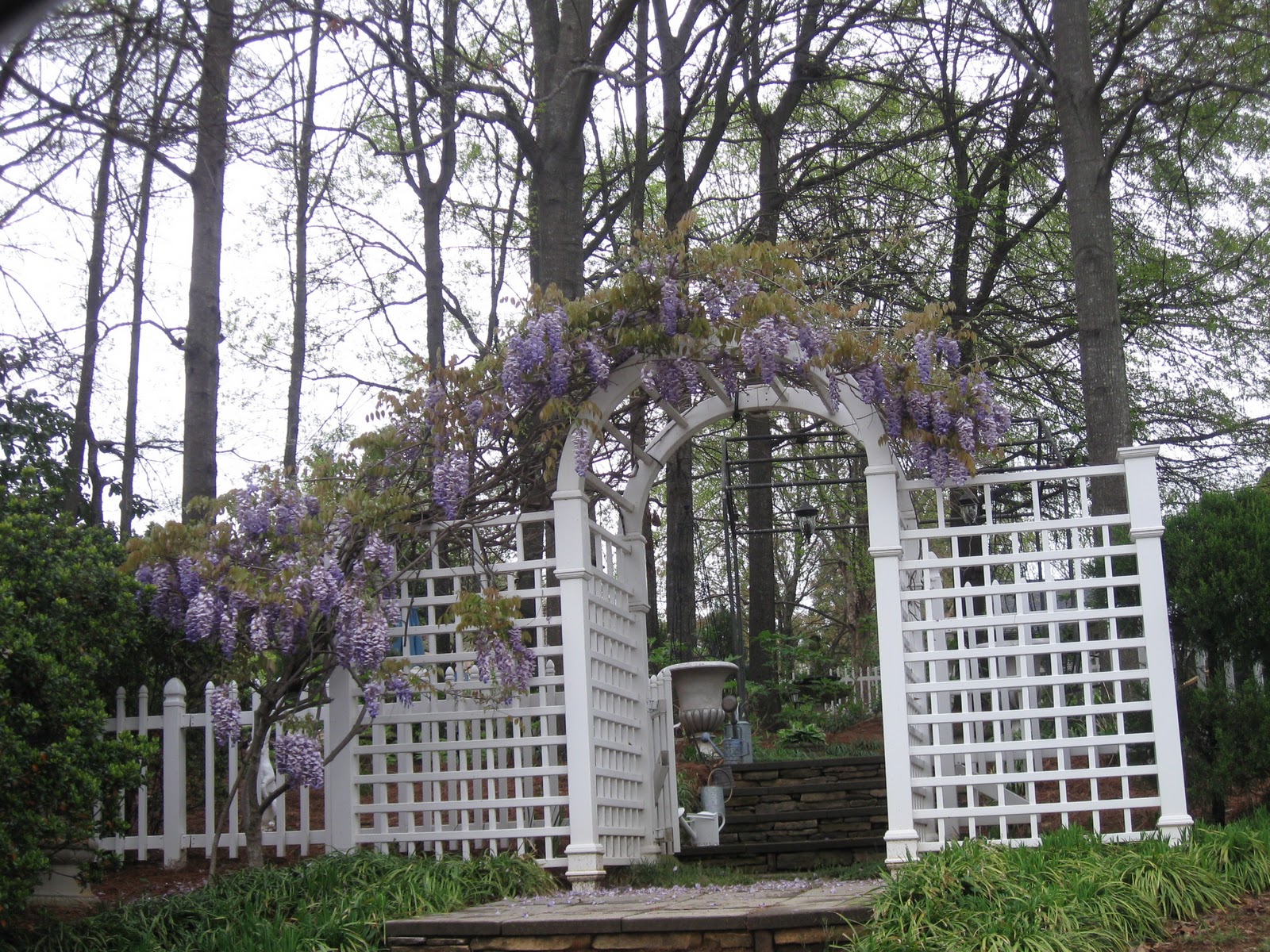 wisteria trellis Wisteria trellis, Wisteria, Trellis