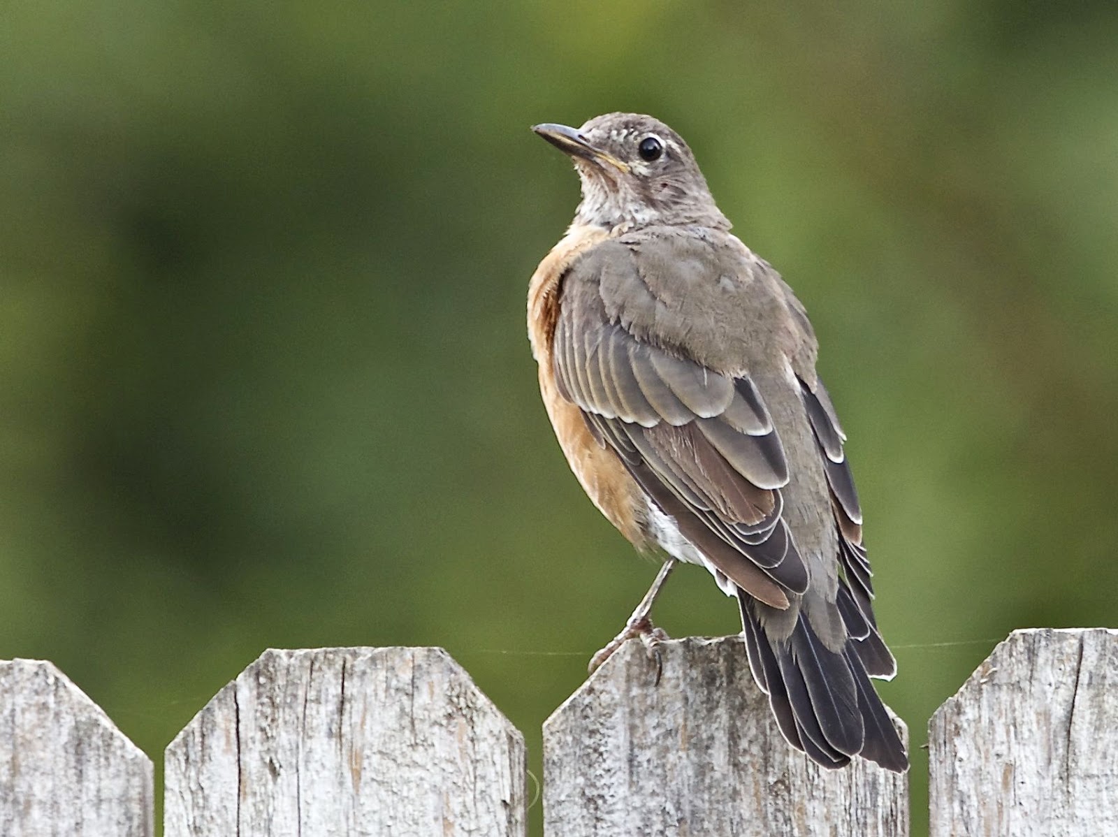 avithera some northern california birds avithera some northern california birds