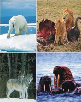 Ancaman Kepunahan Hewan Karnivora