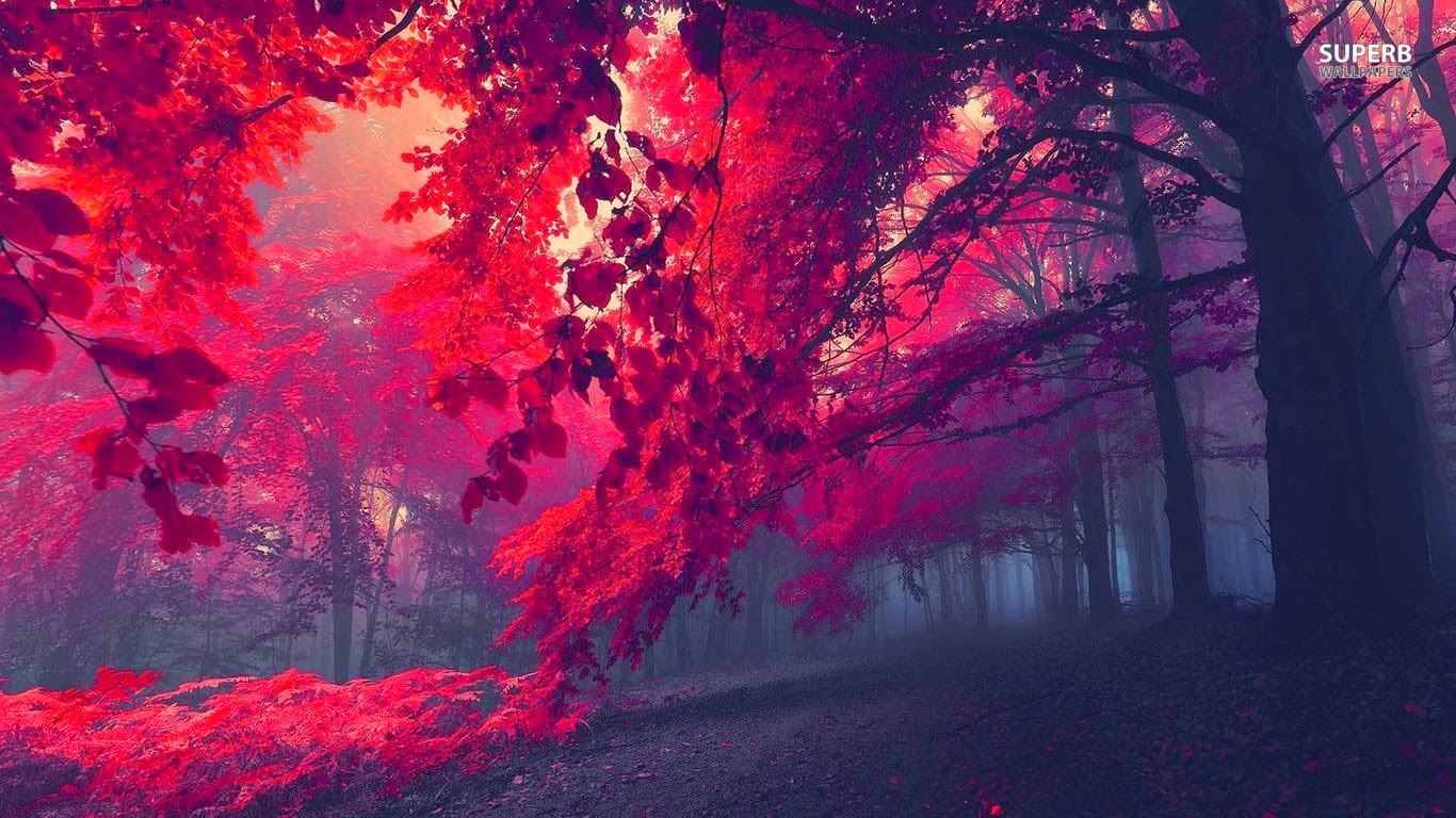 Amazing Red Forest HD Wallpapers HYIP Bitz HYIP Investment Monitor and Rating