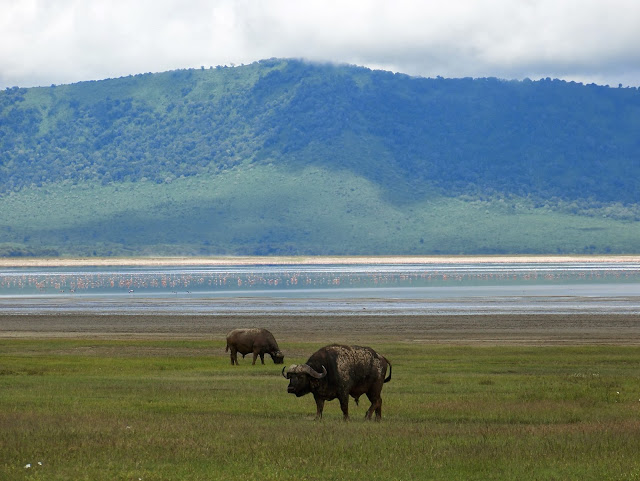 NGORONGORO CRATER TANZANIA