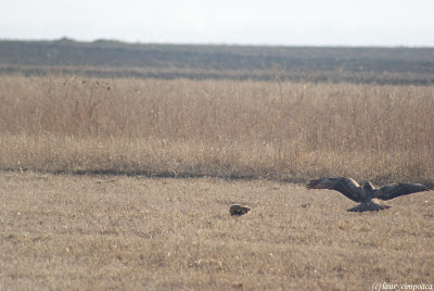 Sorecar Comun-Common Buzzard-Buteo-buteo-Mäusebussard-Egerészölyv-Busevariable