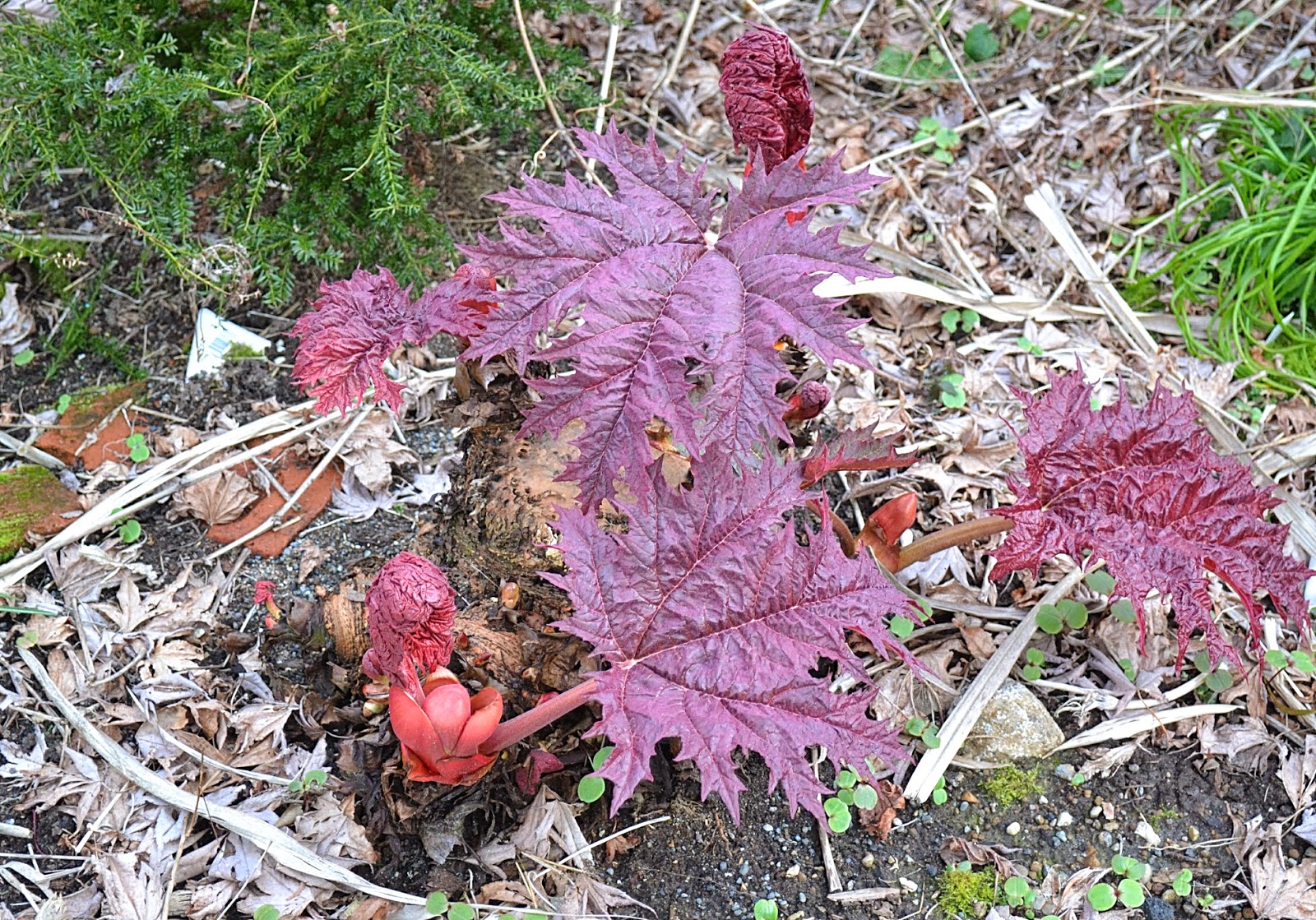 28 Best Whitehorse Car Park Landscaping Images In 2018 Garden