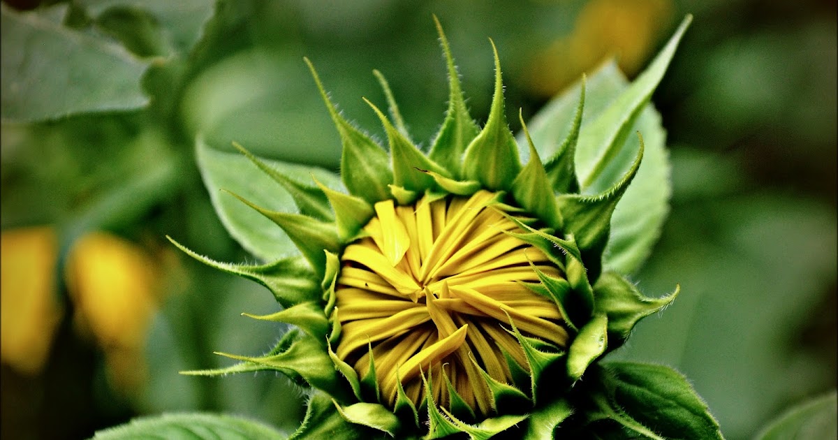 Commonplace Beauty Photography The End of Sunflower Season in Griswold, CT…