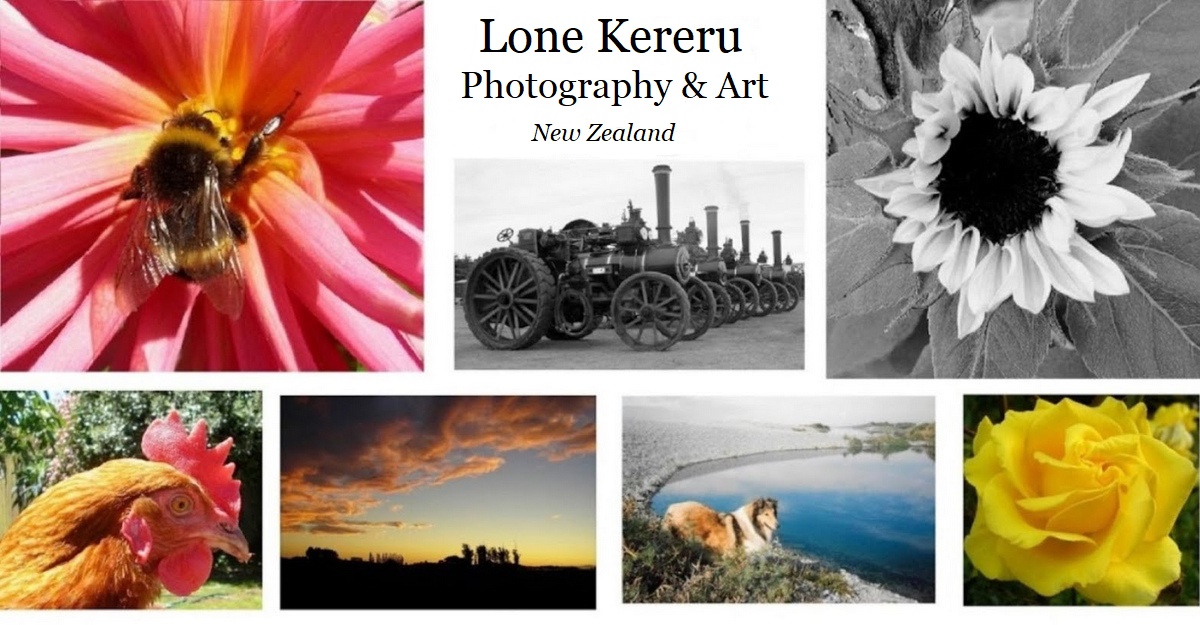 Lone Kereru Photography