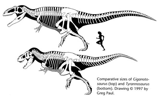 Baryonyx y Suchomimus parientes lejanos de Spinosaurus Giganotosaurus+&+Tyrannosaurus+(02)