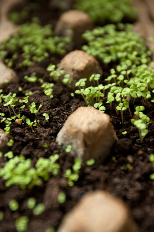 Oregano Adventures in Gardening Pohnpei, Micronesia