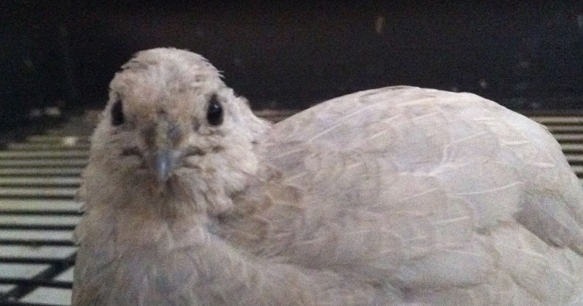 Parrot Breeding: King Quail (Coturnix chinensis)